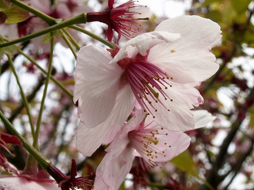 桜23