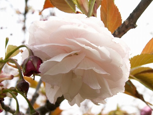 桜24