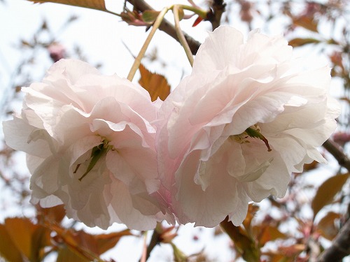 桜25