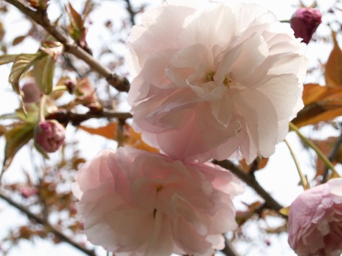 桜26