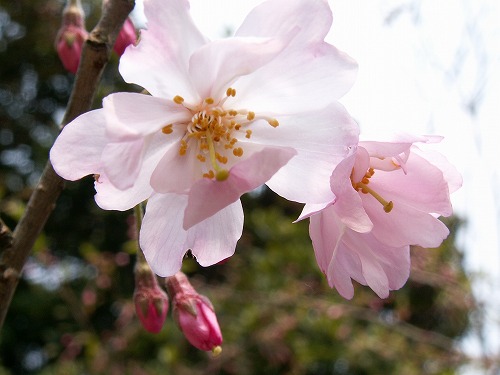 桜27