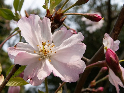 桜28