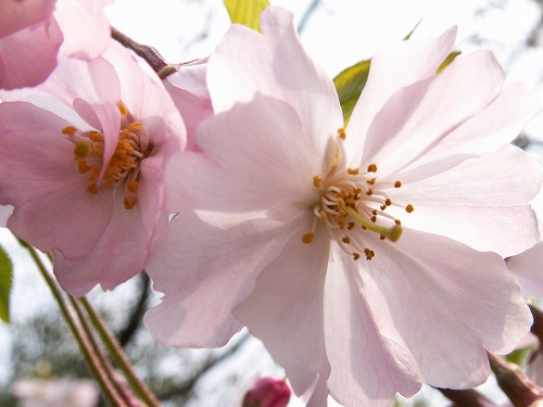 桜29