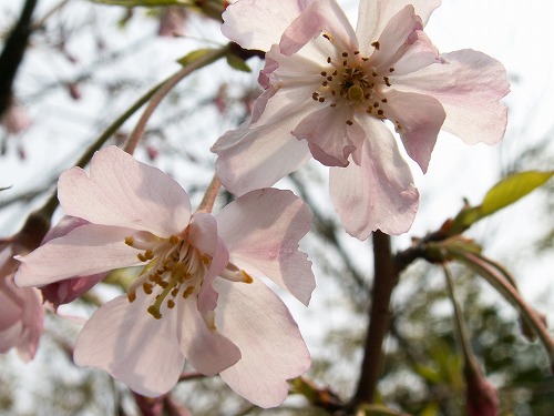 桜30