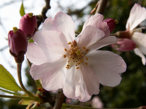 桜31
