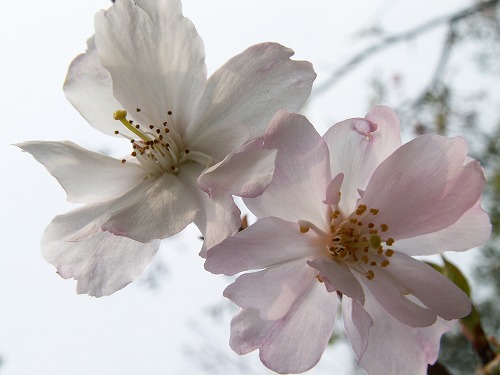 桜32