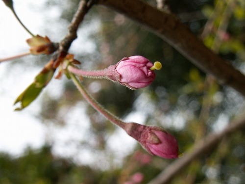 桜33