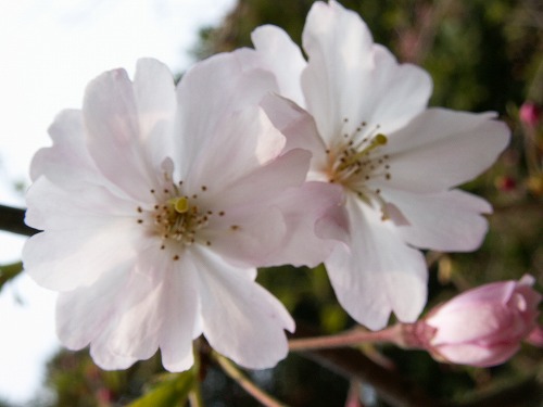 桜34