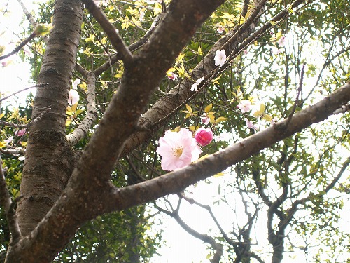 桜18