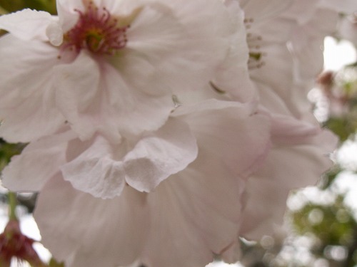 桜32