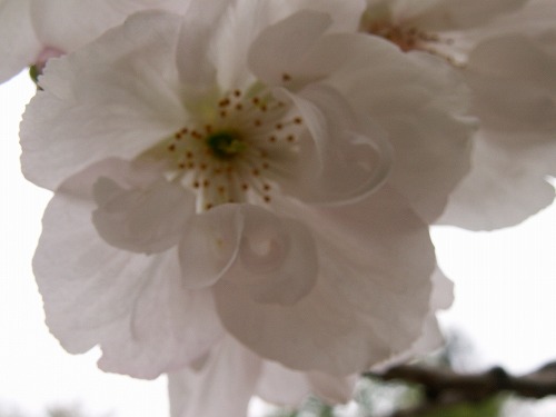 桜33