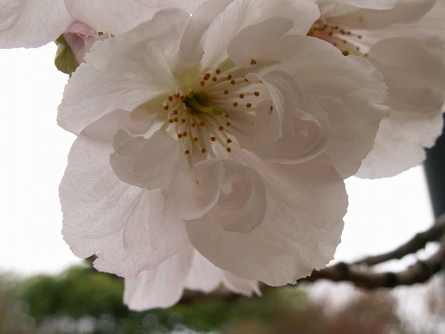 桜34