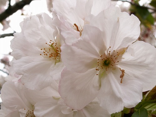 桜35