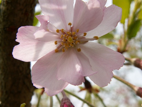 桜35