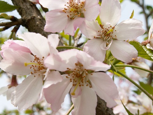 桜37