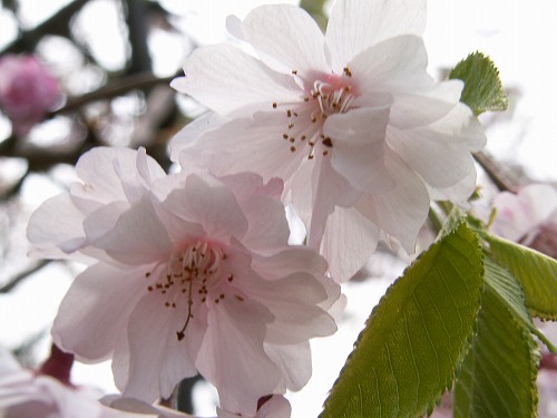 桜38