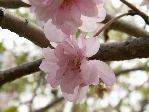 桜39