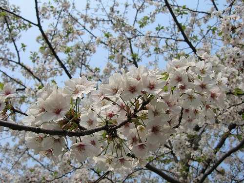 桜1