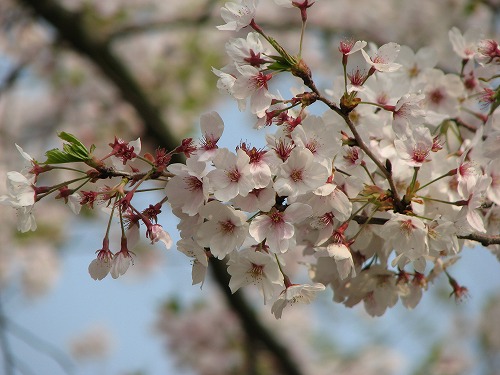 桜2