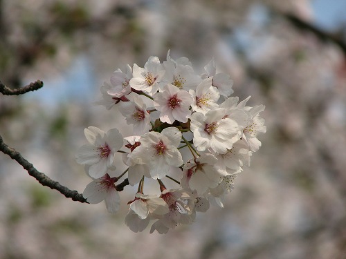 桜3
