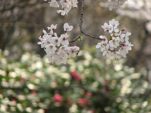 桜4