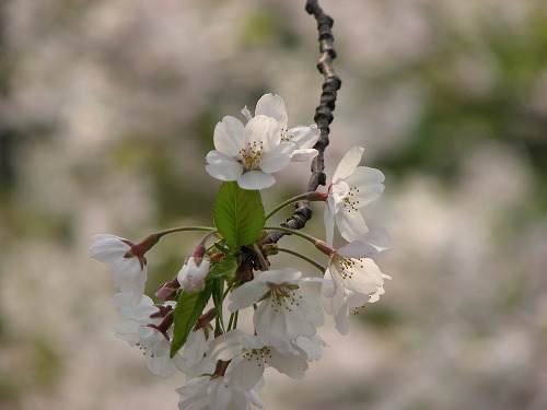 桜5