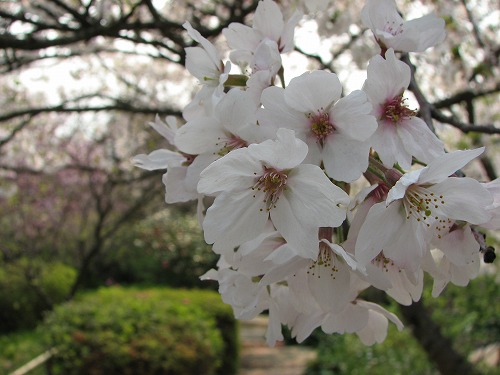 桜6