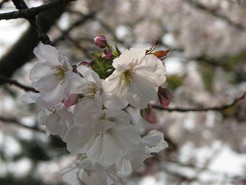 桜7