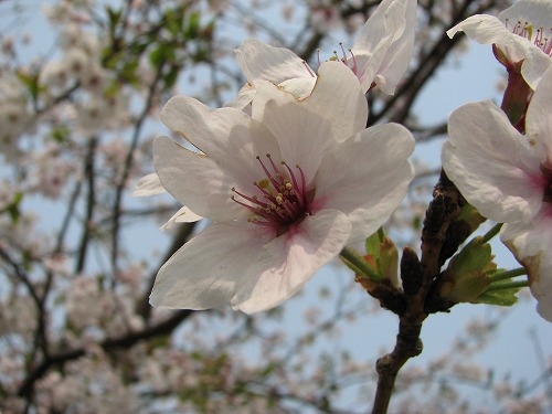 桜9