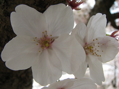 桜10
