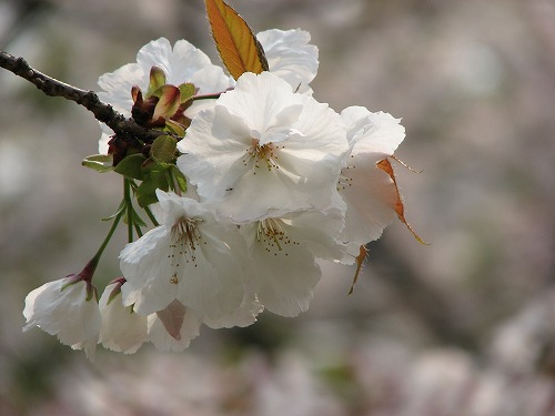 桜11
