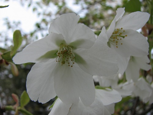 桜12