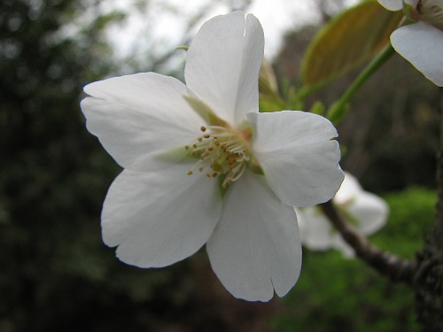 桜13
