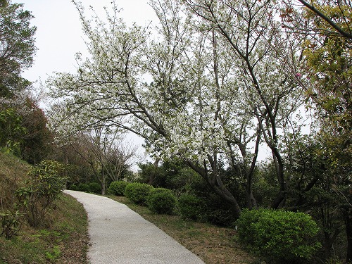 桜14