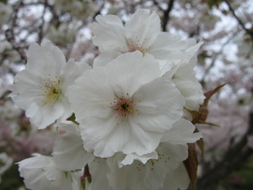 桜15
