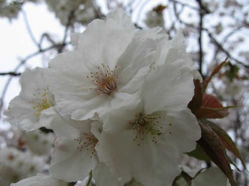 桜16
