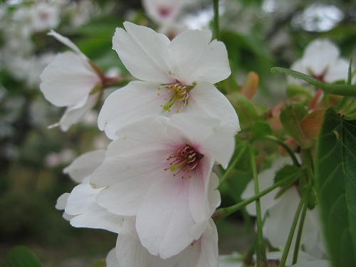 桜17