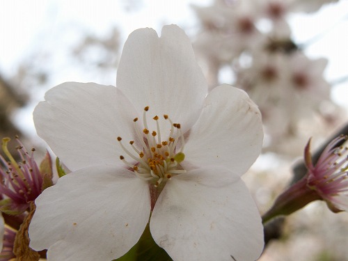 桜18