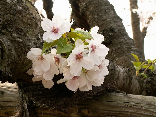 桜19