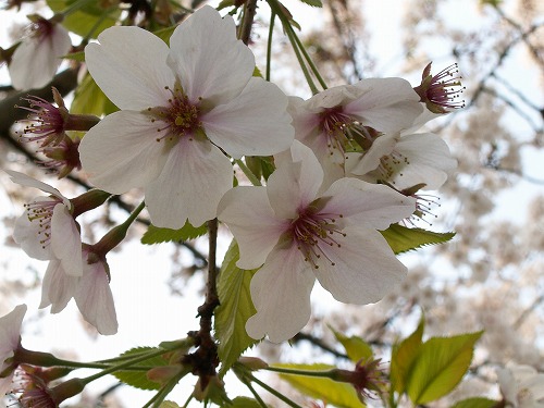 桜21