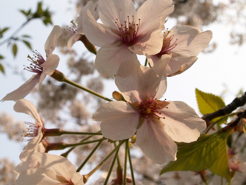 桜22