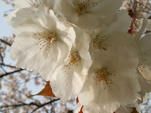 桜25