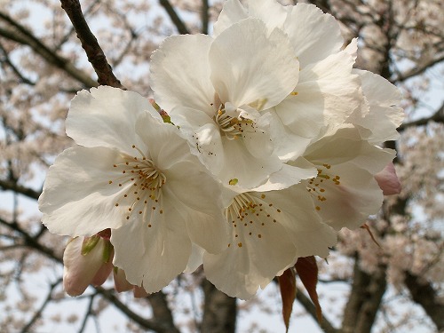 桜26