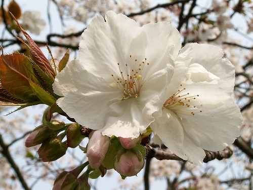 桜27