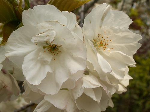 桜28