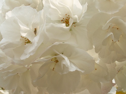桜29