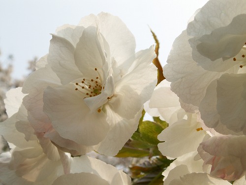桜30