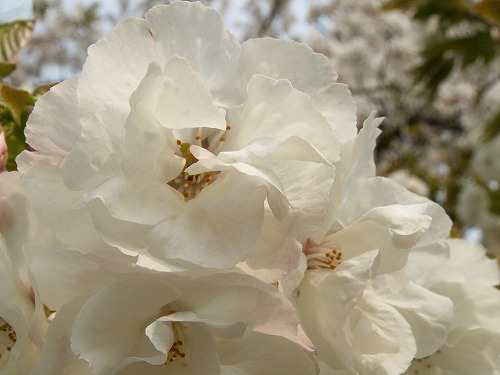 桜31