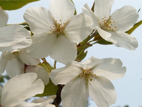 桜32