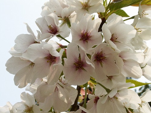 桜33
